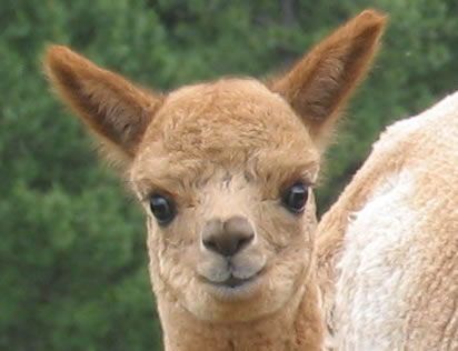 alpacas under a willow tree at great northern ranch