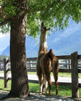 Llama eating a tree
