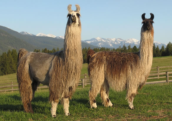 llamas! llamas! llamas!