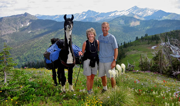alpacas under a willow tree at great northern ranch