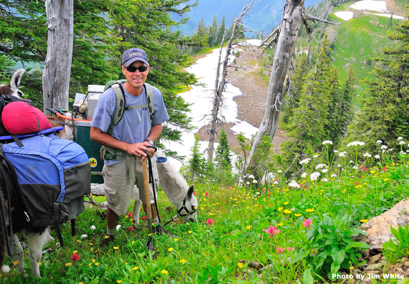 alpacas under a willow tree at great northern ranch